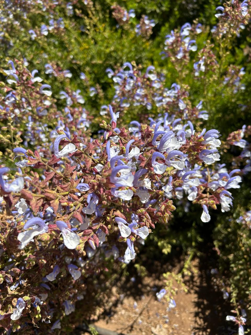 Construcción plaza pública